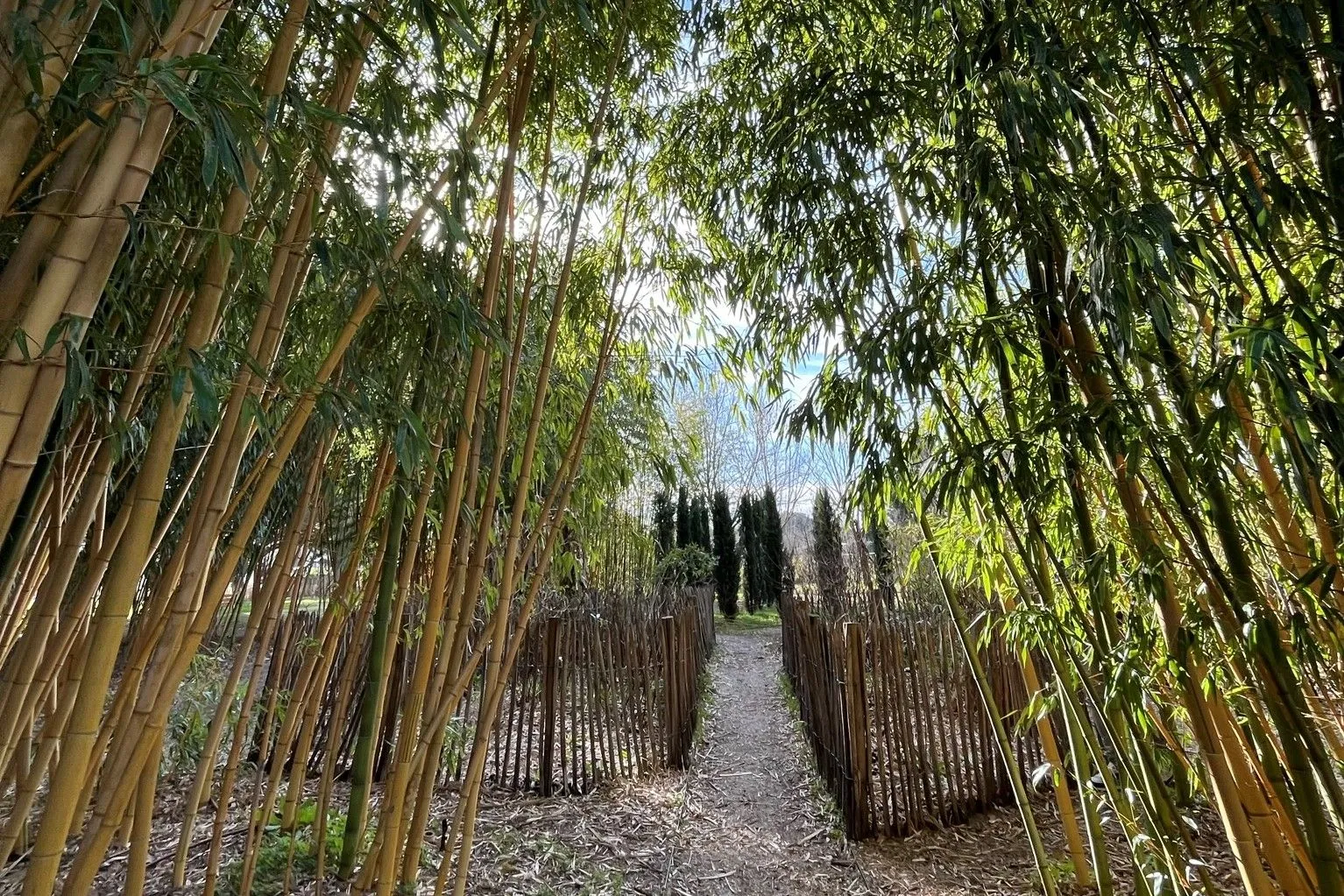 Labyrinthe végétal au parc des Bords de Jalle de Gajac